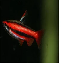 30 шт. в наборе Hyphessobrycon flammeus