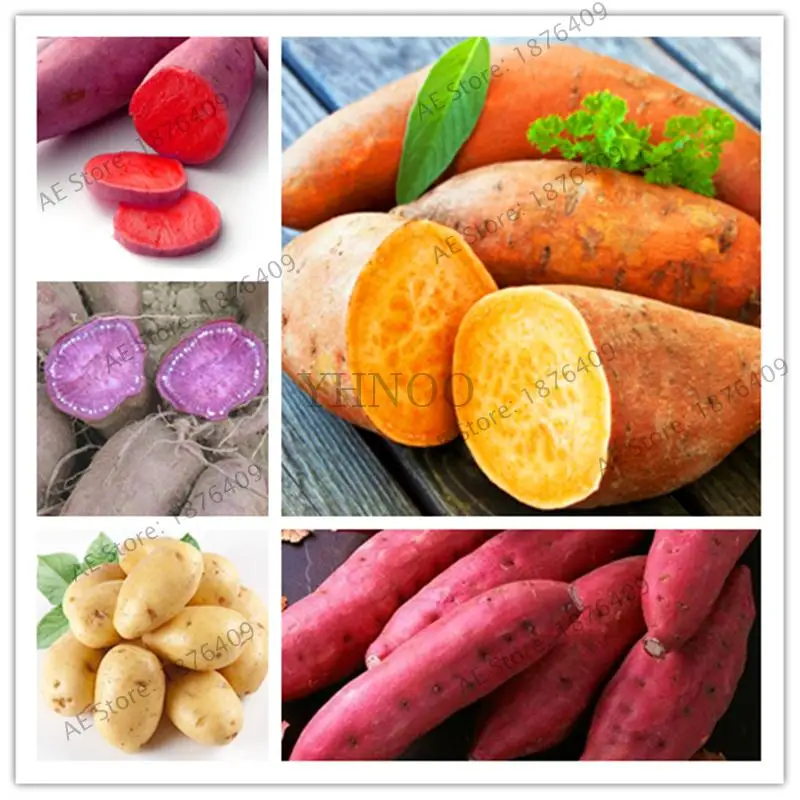

Bonsai 200 pcs Purple Sweet potatoes Ipomoea batatas Delicious Plant Non GMO Vegetable for yard farm planting