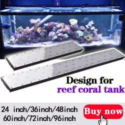reef coral