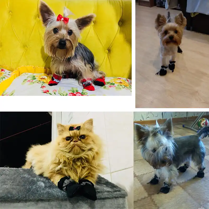 dog booties for yorkies