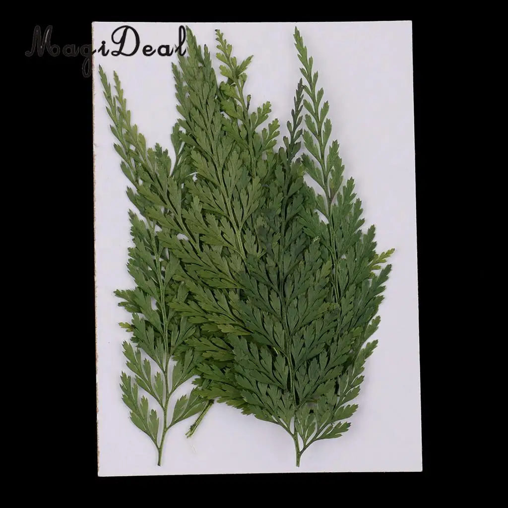 12pcs Real Pressed Fern Leaves Natural Dried Flowers for Art Craft Scrapbooking Card Making Resin Jewelry Craft DIY
