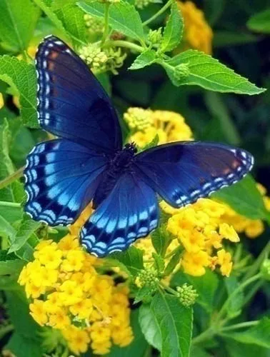 

Free shipping Needlework cross stitch kits 3d Diy diamond painting butterfly 20x30cm square resin diamond wall sticker E021