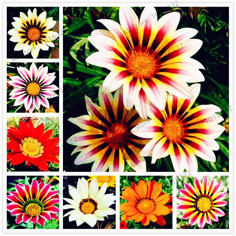 

100pcs/bag Gazania rigens flores, Flower plantas For home garden, bonsai plant for indoor outdoor planting