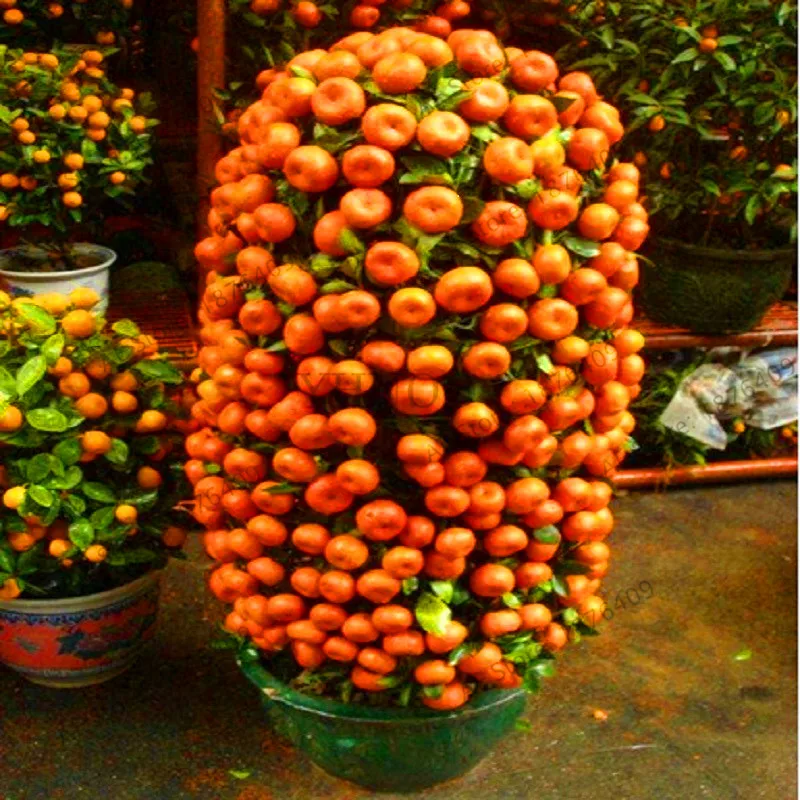Big Sale!10 /Bag Bonsai Orange Tree garden Organic Fruit Tree flores For flower pot planters