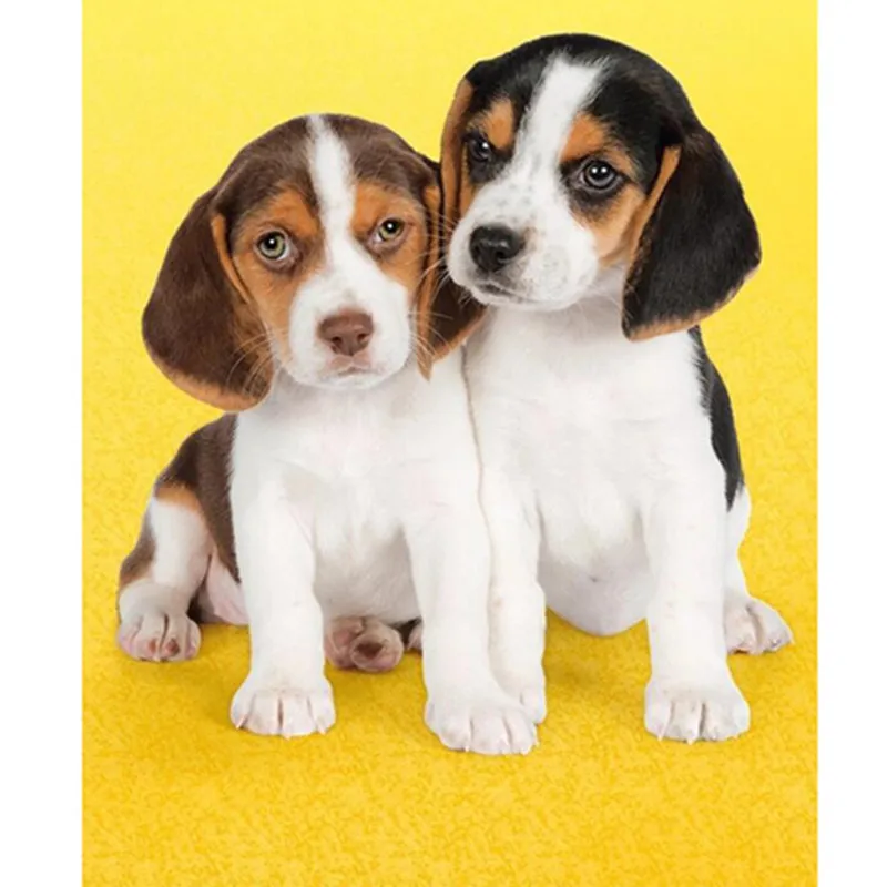 собаки щенки где. лабрадор ретривер золотистый. много красивых собак. породистые щенки. много кошек и собак.