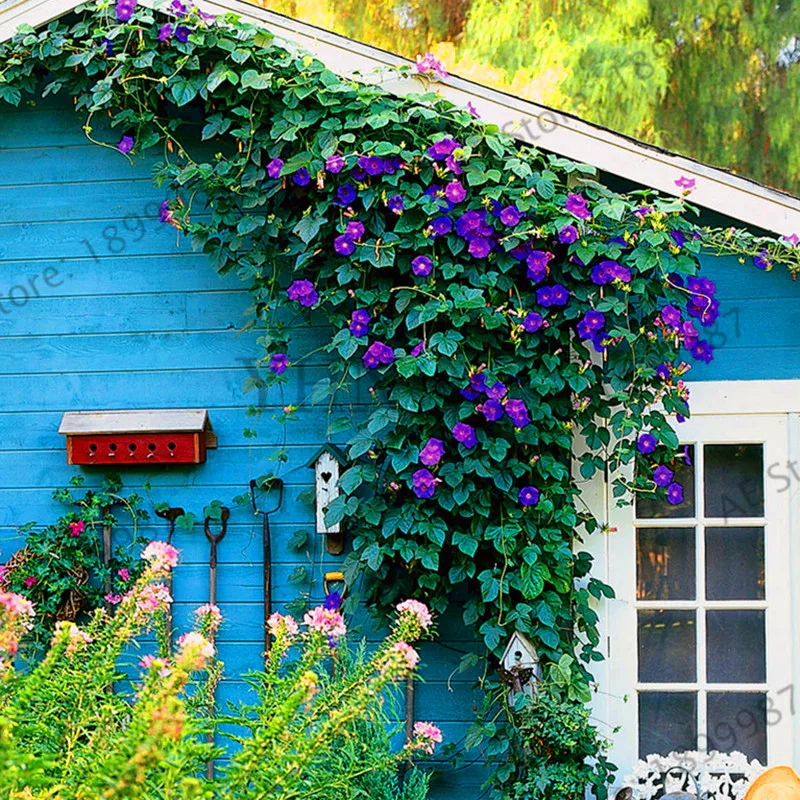 Промоакция! 50 шт./пакет висит Петуния смешанные gardenling, семена редкой петунии, карликовые деревья “утреннее сияние” растения, завод солнечной энергии для домашнего - Цвет: QC342MxT2