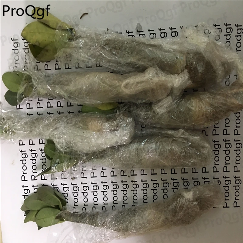 

3Pcs A Set Adenium obesum Desert Rose