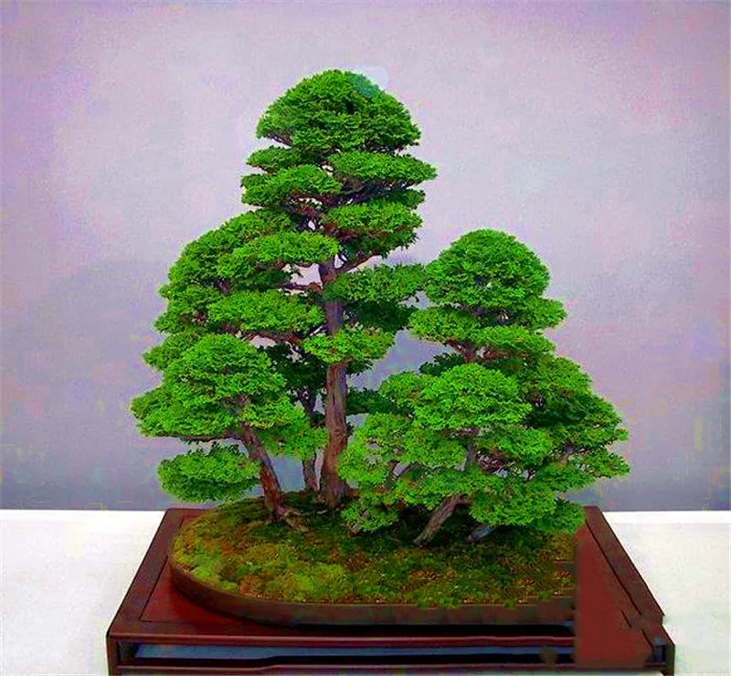 Best-Selling-50-Pieces-Pack-juniper-bonsai-tree-potted-flowers-office-bonsai-purify-the-air-absorb