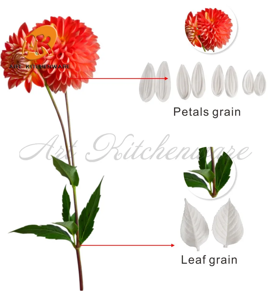 dahlia-4