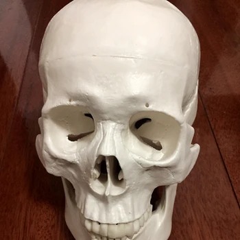 

1:1 Human Skull Model Anatomical Model Skull Bone Specimens Art Medical Science Teaching Resources School Educational Supplies