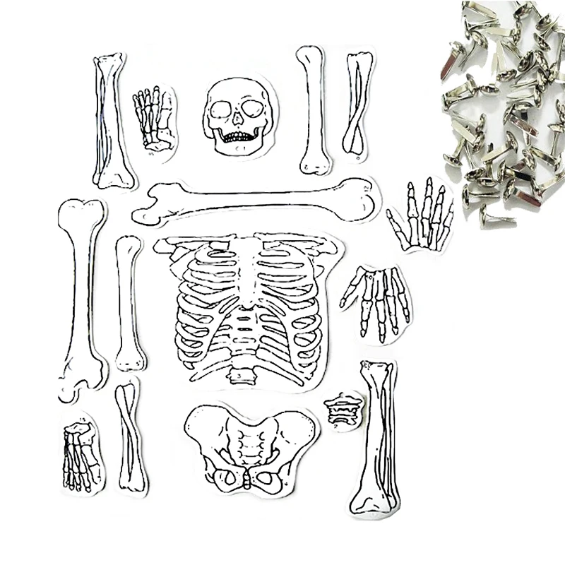 Рисунок кости скелета человека