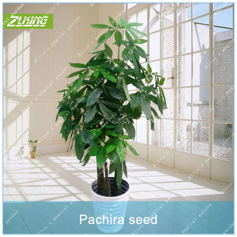 

ZLKING 2pcs Pachira Macrocarpa Money Tree Flower Bonsai Plants For Home Garden Indoor Bonsai Tree