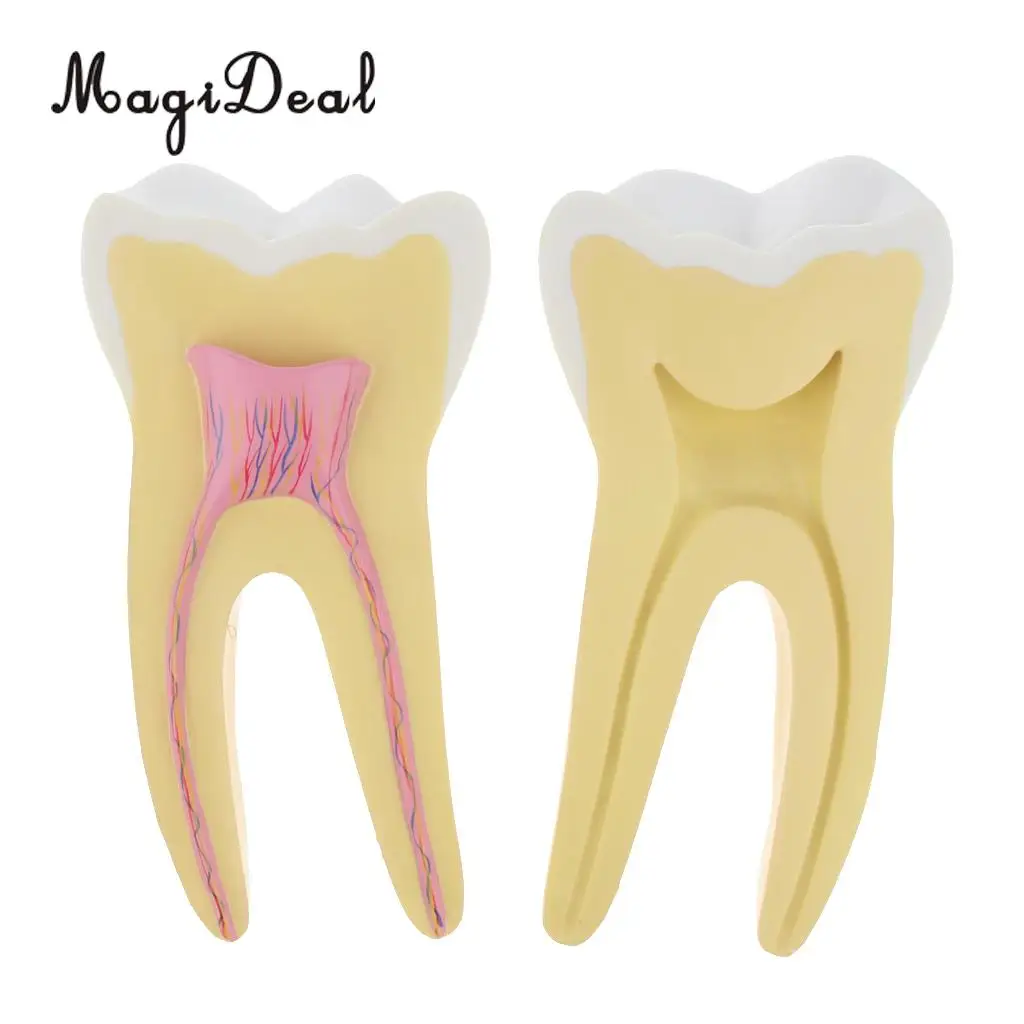 12X Enlarged Human Tooth / Teeth Anatomical Model Anatomy Medical Teaching Tool