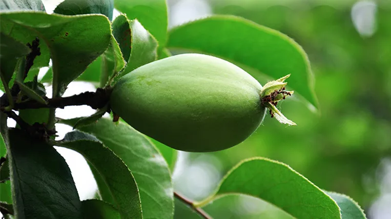 C-TS081 Organic 100% Purely Papaya powder,Healthy natural breast enhancement food, Breast Product, make the skin better bag   C-TS081 Organic 100% Purely Papaya powder,Healthy natural breast enhancement food, Breast Product, make the skin better bag