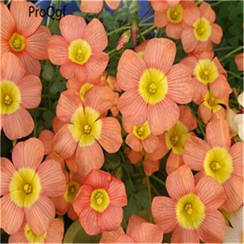 

50pcs Oxalis pes-caprae Flower Bulb palmifrons