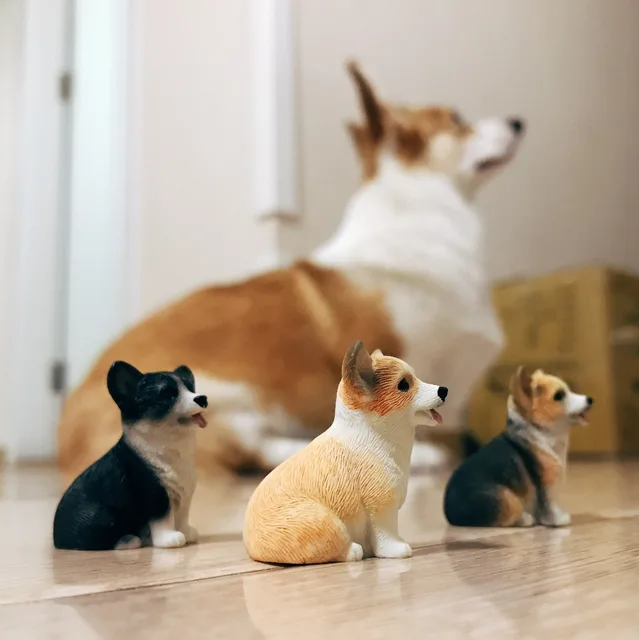 Pics Of Cute Dogs For Sale Pics Of Cute Dogs For Sale