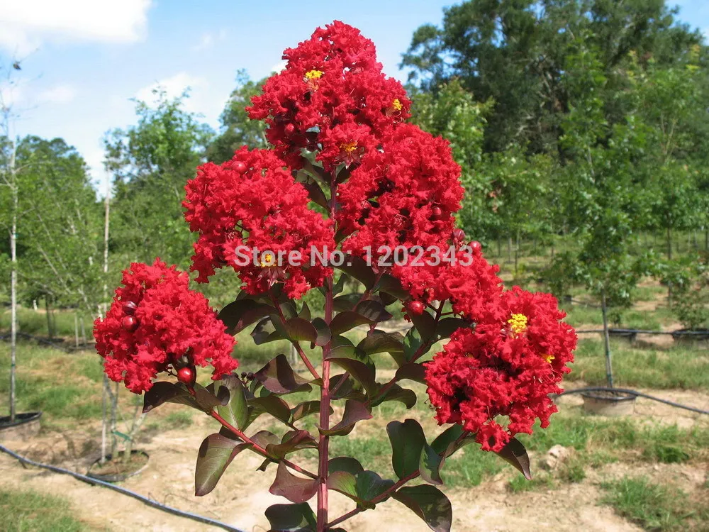 Бесплатная доставка Lagerstroemia цветок новые растения оптовая продажа овощей