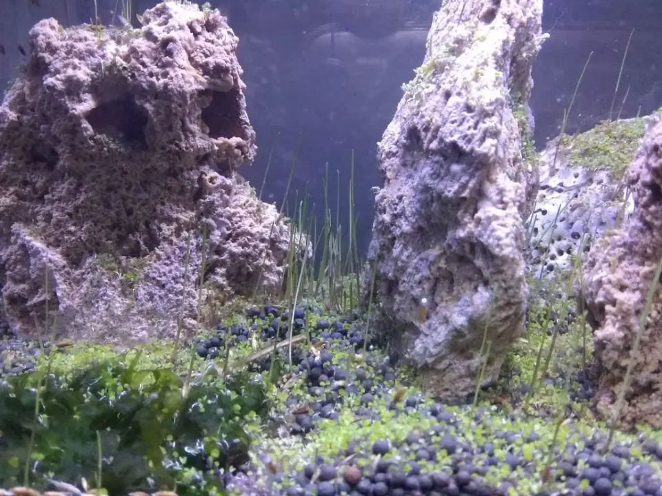 Природный необработанный камень Дракон Камень ohko fish tank озеленение горного камня украшение аквариума бонсай озеленение водной травы