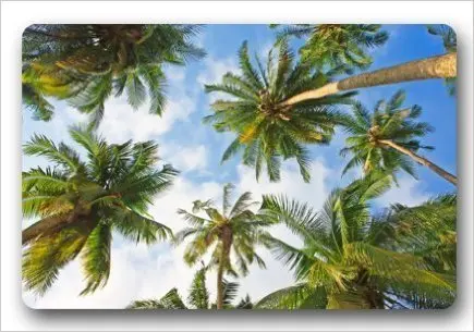 Us 13 15 6 Off Charmhome Fashion Living Room Doormat Summer Beach Palm Tree Doormat Custom Door Mat Home Decor Carpet Fashion Rug In Mat From Home