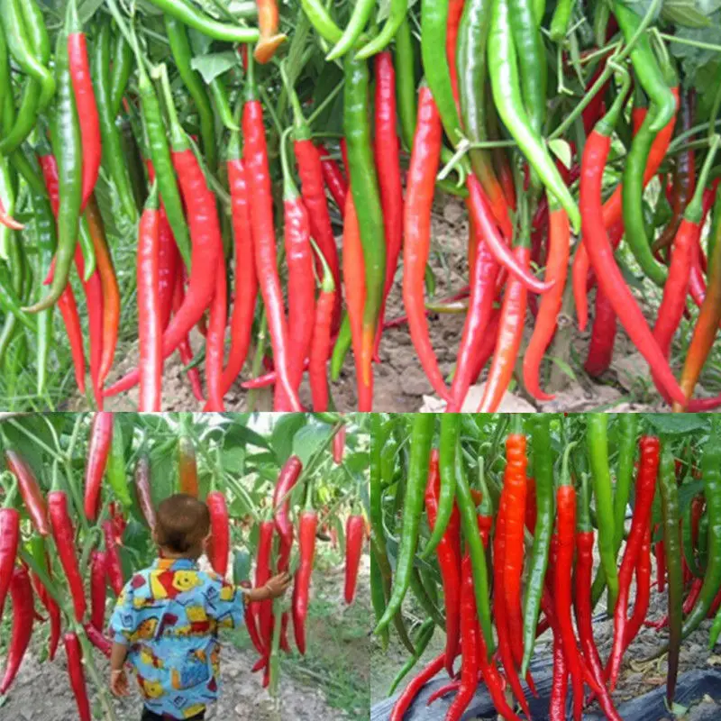 

1bag=200 Pcs LONG Pepper Chili Vegetables Bonsai Ten Giant Red New Spices Spicy Chili Pepper Bonsai Plants Up To 50cm