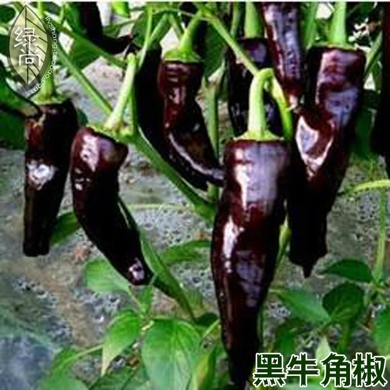 Черный рога перец Caijiao 4 сезона посев сад балкон горшках фрукты и овощи bonsais 200 шт