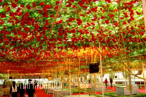 

Sale!50 plant/Lot ITALIAN TREE TOMATO bonsai 'Trip L Crop' garden *Comb S/H Free shipping,#1NMHR4