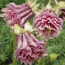 A Lot 100 Mixed Aquilegia (Columbine)Seeds,long bloom season, hardy flower, Beautiful ,DIY Home Garden Plant ,