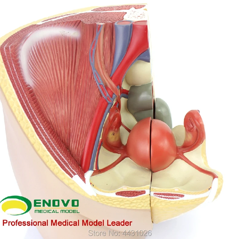 ENOVO модель анатомии таза для женщин, эмбрион для мочевой матки, эмбрион для детей, акушерство и обучение гинекологии