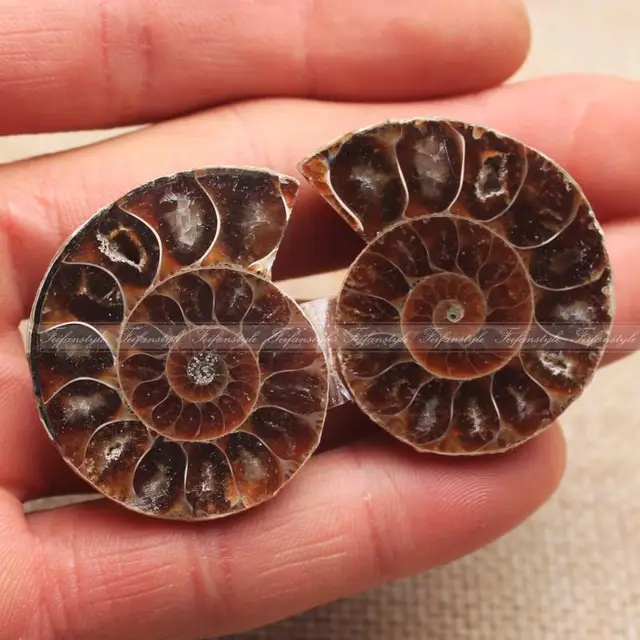 Best Offers Wholesale 1 pair Ammonite Pretty Nautilus Madagascar Fossil Specimen Healing quartz crystals natural stones