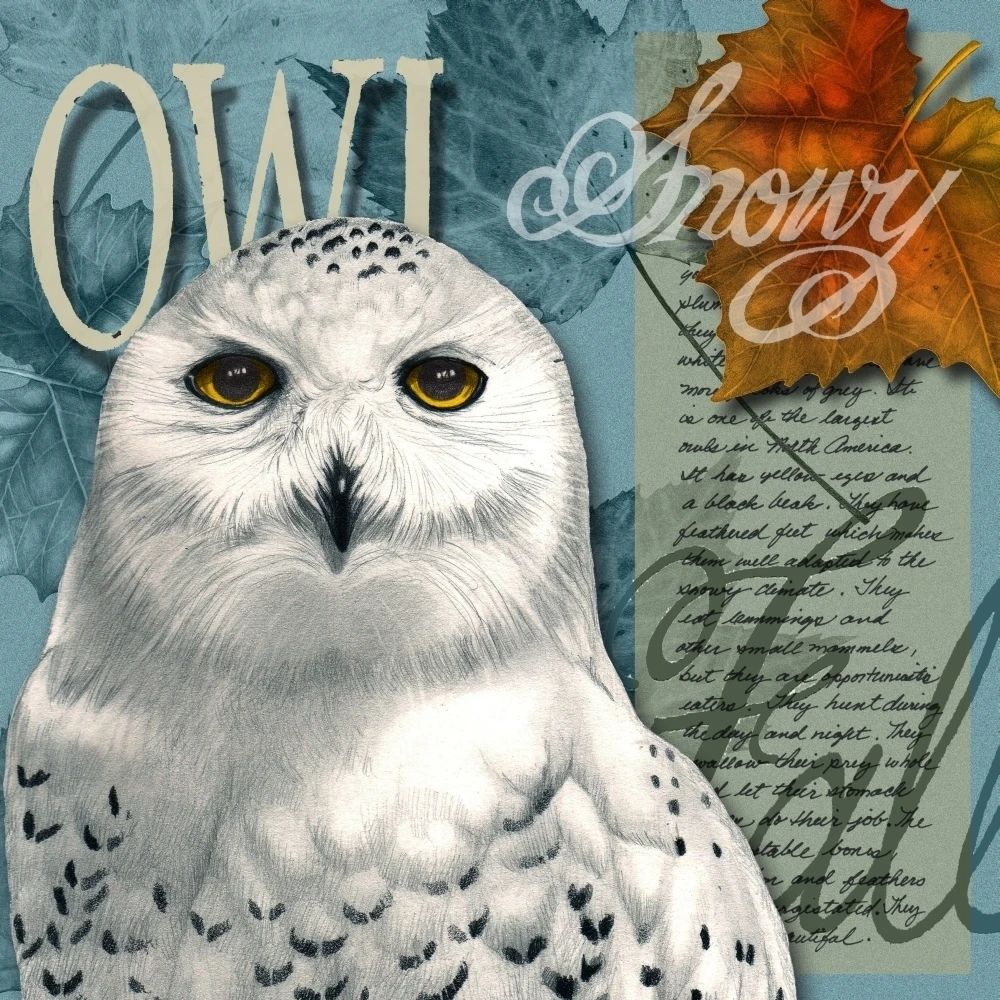 Snowy Owl Poster Print by Wendy Hogue Berry (24 x 24)