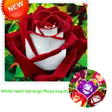 Большая рекламная акция! белый красный край розы бонсай садовые сеялки растения в горшках розы Редкие Цветочные растения балкон Крытый 100 завод/упаковка