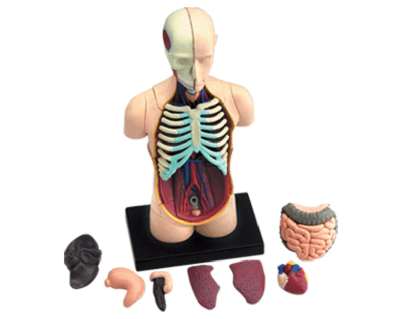 4d master puzzle Assembling toy human body organ anatomical model medical teaching model