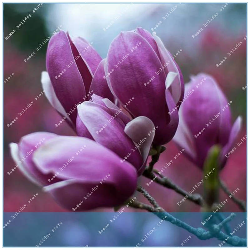 

Rare Deep Purple Magnolia Tree Flower Tulip Tree , 10pcs/Pack, Fragrant Flower for Home & Garden ling