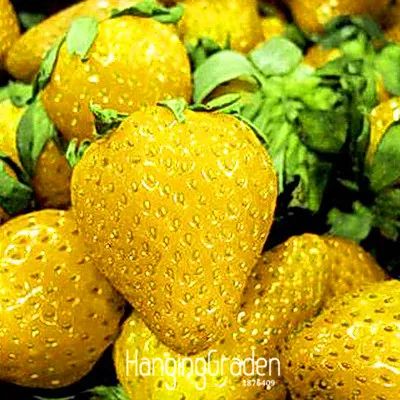 

Loss Promotion!50 PCS Yellow Strawberry Fruit Bonsai Patio And Garden Strawberry Pot Plant Fruit Plantas,#PQLKKE