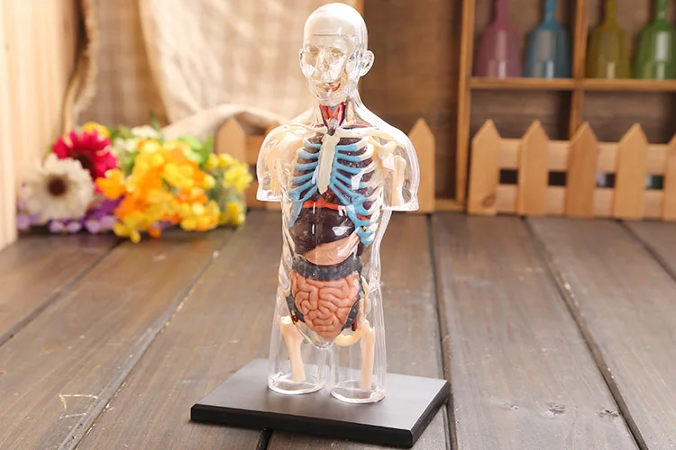 4D Plastic Transparent Human Body Model Educational Assembling Toys