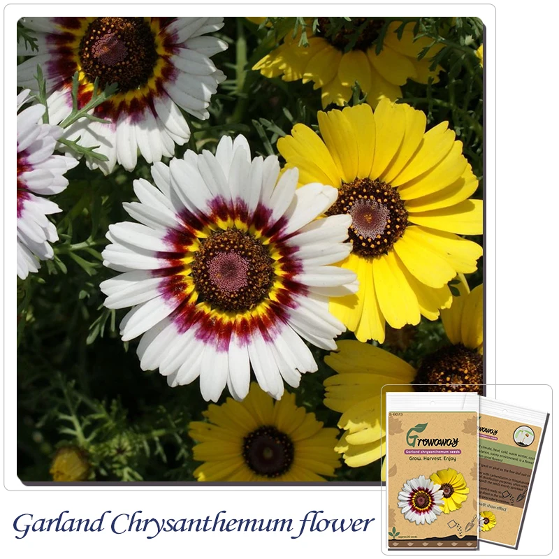 Garland chrysanthemum flower seed mixing ornamental flower seeds garden