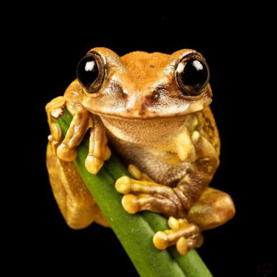 

2017 new frog Christmas home decoration DIY diamond embroidery 5D all diamonds inlaid precious stones Picture ST253