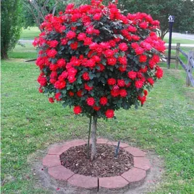 rose tree garden chinese flower bonsai yard gift seeds valentine