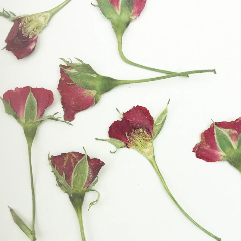

40 Pcs Red Rose Bud Dried Pressed Flower Wedding Decoration Free Shipment