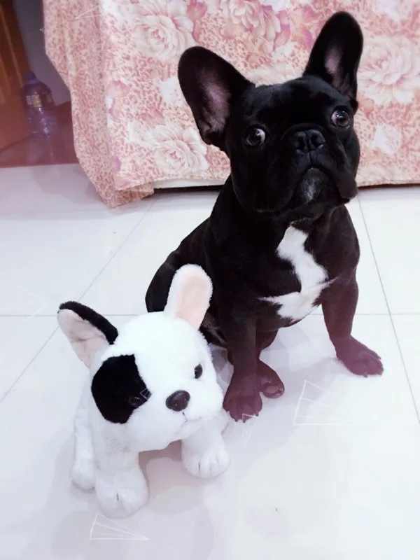 Lifelike cute vivid dogs plush toys - Customer showcase 5