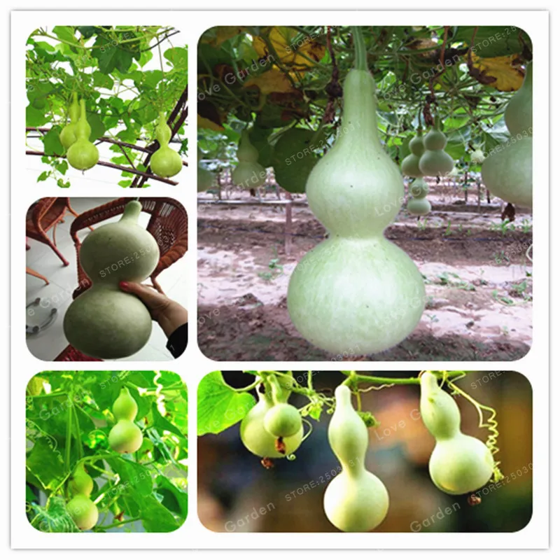 

10 Pcs New Bottle Gourd Bonsai Big Wine Gourd Spoon Lagenaria Siceraria Bonsai Calabash Vegetable Bonsai For Home Garden