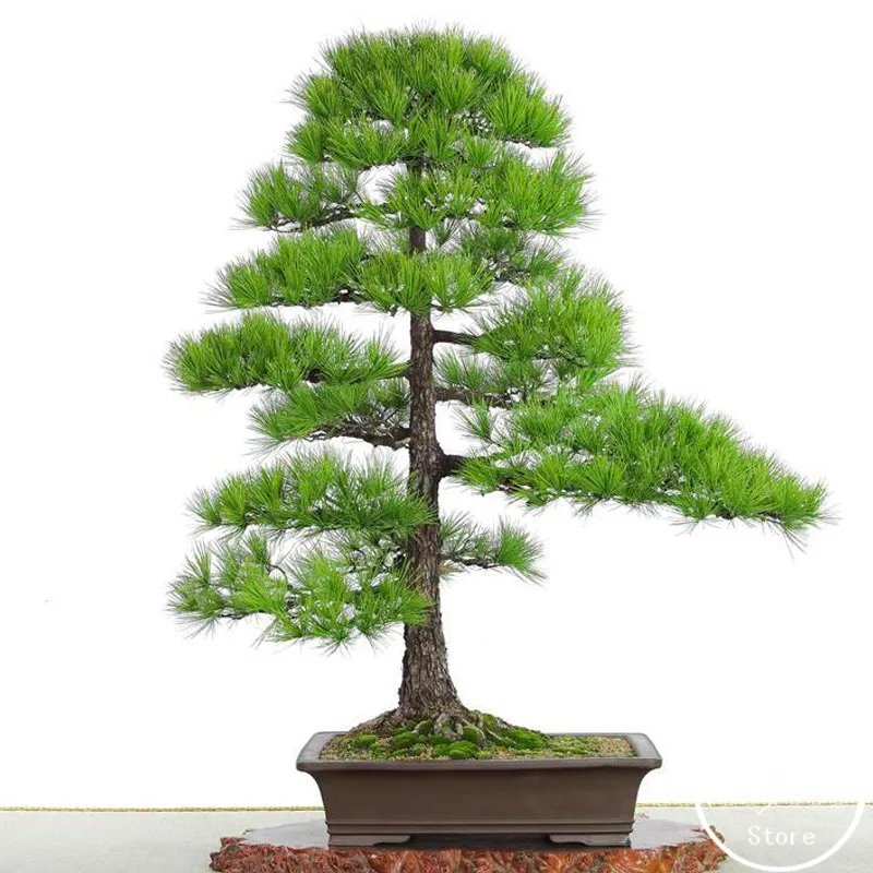 Diseño pino Mejor-la-Venta-60-Unids-bolsa-Thunbergii-Semillas-de-Plantas-En-Maceta-bonsai-Semillas-de-Árboles