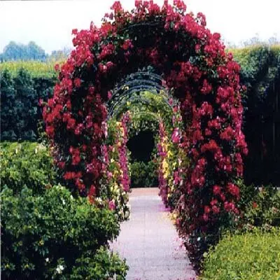 2M GARDEN STEEL ROSE ARCH TRELLIS IVYS CLIMBING PLANTS-in Arches