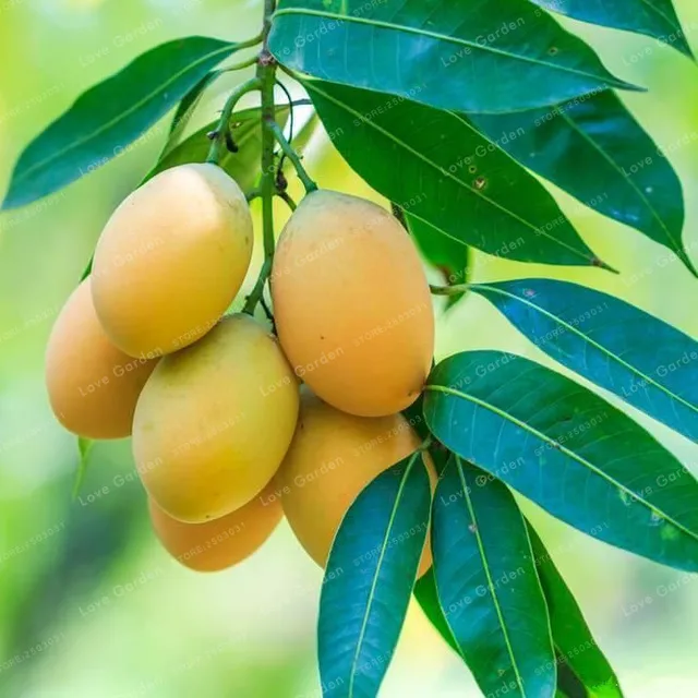 Mango Bonsai Delicious Fruit Bonsai Mangifera Indica Perennial Indoor