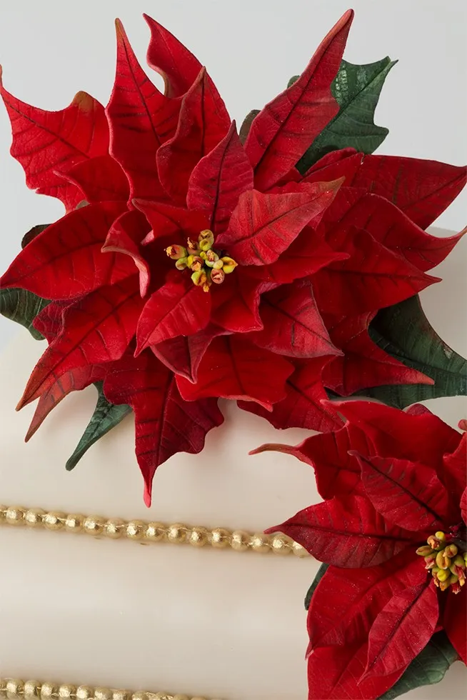 poinsettia525621