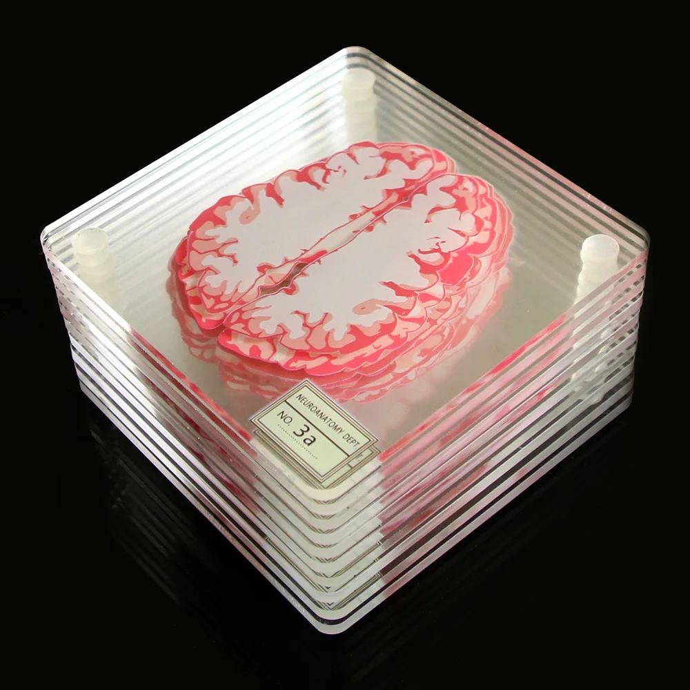  Brain Specimen Coasters Set 3D Organ Brain Artwork Brain Slices Square Acrylic Glass Drinks Table C