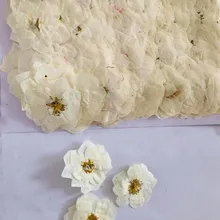 60 шт прессованный высушенный крем белая роза цветок гербарий из растений для ювелирных изделий открытка с пригласительным билетом чехол для телефона Закладка DIY