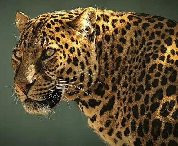 YUMEART DIY 5D Diamond Embroidery Leopard Patterns Needlework Gift