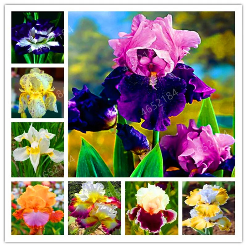 

100 Pcs Iris Bonsai, Many Kinds Of Color Iris Potted Iris Orchid Rare Perennial Flower Bonsai Plants For Home Garden