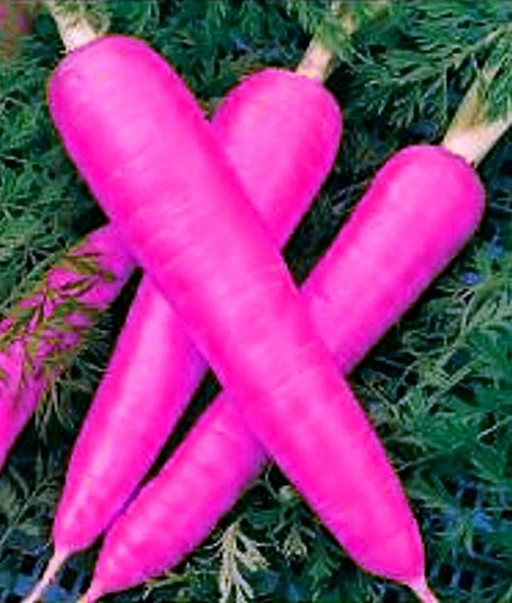 300pcs Carrot Seedss Blue Yellow Radish Seeds Vegetables Plants Garden